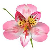 ALSTROEMERIA