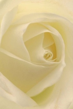 Captured at a local florist studio near Crystal Palace Park, this intimate portrayal of a creamy white rose reveals its swirling, spiraled heart-a vision of harmonious calm and poetic balance. The petals unfold in soft, layered curves, creating an almost translucent glow beneath diffused daylight. Each surface is velvety, beckoning the senses to imagine the gentle caress of cool, fragrant petals against the skin. Subtle cream and pale lemon hues merge seamlessly, recalling tranquil mornings in Penge when sunlight softly illuminates quiet gardens and tree-lined walks. This rose carries a serene elegance-never ostentatious-making it ideal for moments of remembrance, gentle apologies, or celebrating cherished anniversaries with those dear. Its radiant form and meticulous detailing speak to the refined artistry that Florist Penge brings to every arrangement crafted for local residents. One can nearly sense the uplifting, understated fragrance lingering in the air, as if the room itself is filled with comfort and refined beauty. The entire composition exudes a sense of enduring grace-perfect for those wishing to mark a special milestone or simply share love and solace within the welcoming communities of Penge and South London.