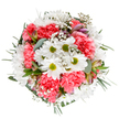 A joyful expression of spring's resurgence, this expertly designed bouquet seems to capture the gentle renewal that defines Penge's leafy avenues. At its core, cheerful white daisies with luminous stems radiate among an abundant cluster of coral-pink carnations, whose plush ruffled petals add rich dimension and lively texture. Baby's breath, like a constellation of tiny stars, drifts gently through the arrangement, lending softness and an ethereal lightness reminiscent of morning mist over Penge Recreation Ground. Between the blossoms, hints of blush-toned alstroemeria peek through, their delicate form echoed by eucalyptus leaves in pale greens-a subtle nod to the freshness of nearby Crystal Palace Park. The palette is fresh, uplifting, and harmonious, making this bouquet perfect for birthdays, moments of celebration, or simply brightening a loved one's day within SE20. There's an exuberant yet tranquil quality to the design, reflecting the care and expertise of a Penge florist devoted to capturing everyday joy through nature's artistry. Each carefully chosen stem and nuanced hue reflects a deep understanding of both seasonal beauty and the heart of the local community.